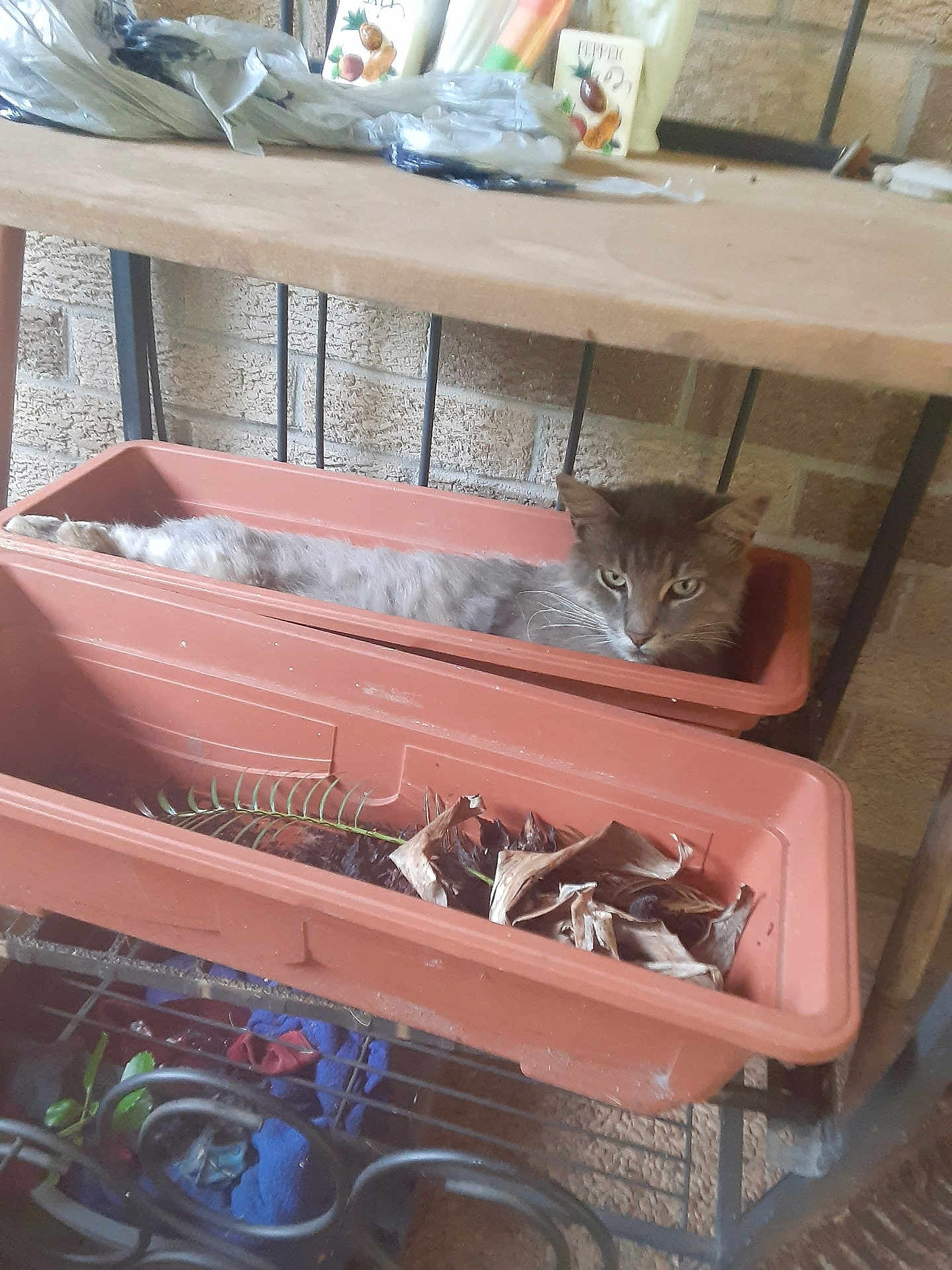 Smokey is registered to the contest to win money with this photo: cat, flower_pot, plant_pot, gray_cat, indoor, brick_wall, dried_leaves, resting, pet, animal, feline, shelf, metal_shelf, home, relaxed, cute, fur, whiskers, face, eyes