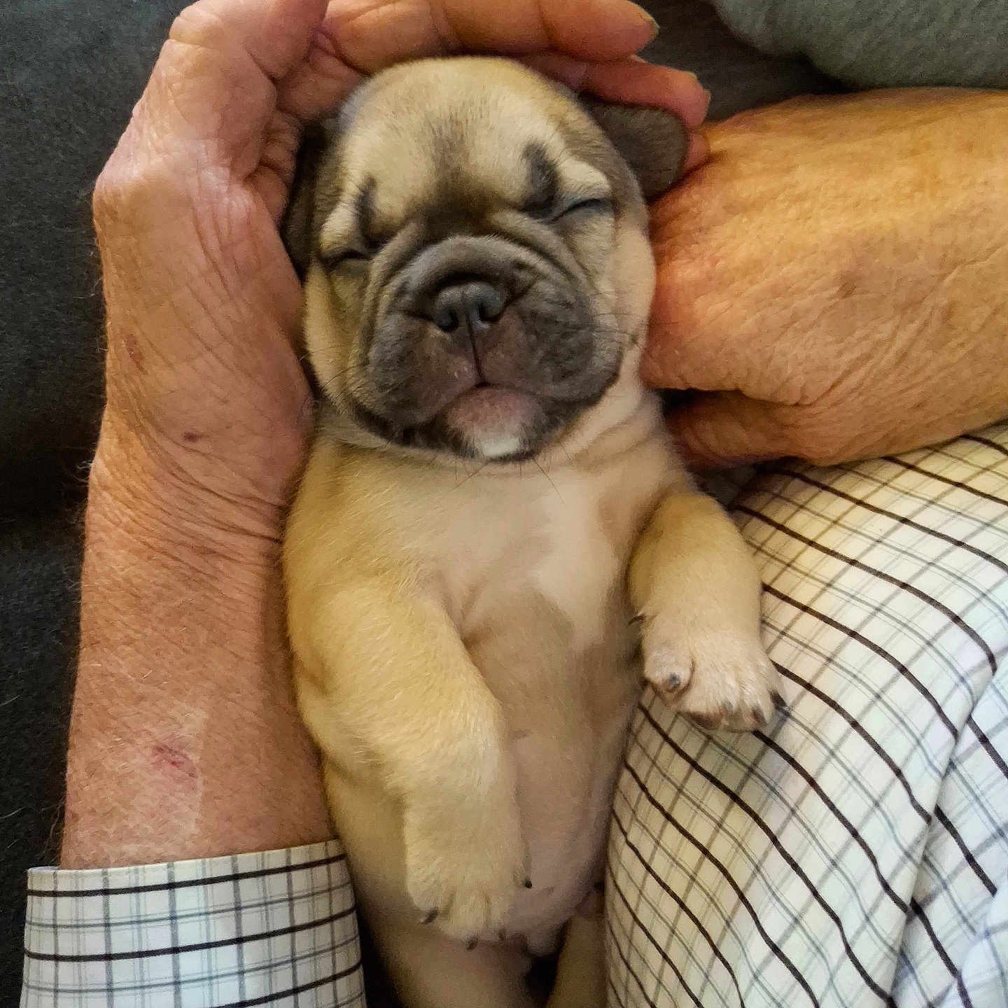 Louie Jr joined the competition — help win amazing prizes! adorable, animal, close_up, companion, cozy, cuddling, cute, dog, domestic_animal, furry, hands, human, pet, plaid_shirt, puppy, relaxation, resting, sleeping, soft, young_animal