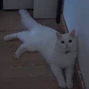 Guizmo a rejoint le concours — aidez-le/la à gagner de superbes lots ! cat, white_cat, indoor, floor, wooden_floor, wall, pet, animal, feline, lying_down, resting, curious, dim_light, blurry, domestic_cat, cute, soft_fur, quiet, home, companion