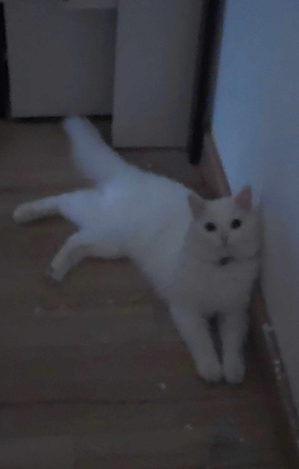 Guizmo a rejoint le concours — aidez-le/la à gagner de superbes lots ! cat, white_cat, indoor, floor, wooden_floor, wall, pet, animal, feline, lying_down, resting, curious, dim_light, blurry, domestic_cat, cute, soft_fur, quiet, home, companion