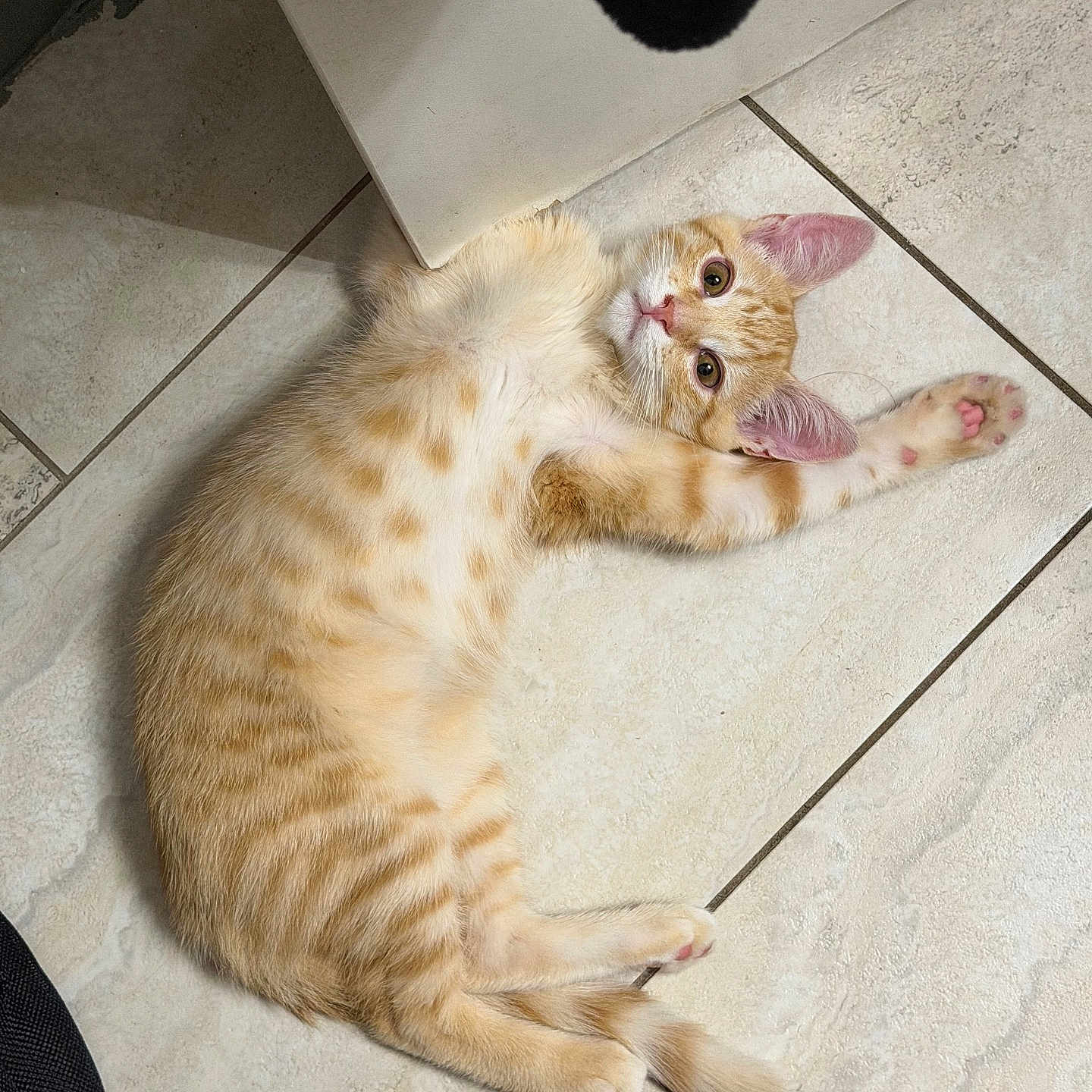 Fireball is registered to the contest to win money with this photo: cat, orange_tabby, kitten, indoor, floor, tile_floor, pet, animal, cute, relaxed, stretched, paw, fur, whiskers, ears, looking_up, curious, young_cat, domestic_cat, lying_down