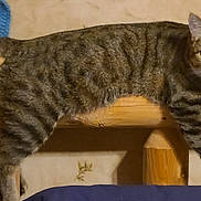 Tigger is registered to the contest to win money with this photo: cat, tabby_cat, striped_fur, pet, animal, feline, sitting, lying_down, wooden_bench, furniture, indoors, home, portrait, eyes, ears, tail, whiskers, cozy, playful, relaxed