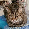 Tigger joined the competition — help win amazing prizes! cat, tabby_cat, pet, animal, feline, portrait, loafing, sitting, blue_blanket, bell_collar, collar, green_eyes, whiskers, ears, fur, indoor, bedroom, shoes, phone_screenshot, gallery_interface