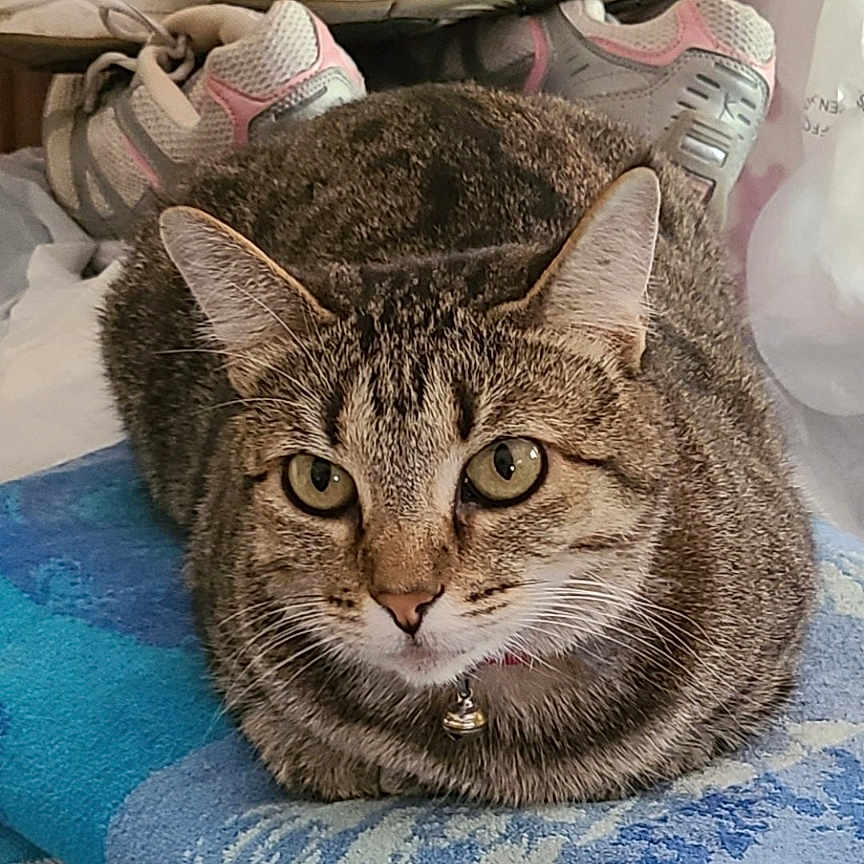 Tigger