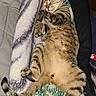 cat, tabby_cat, sleeping, belly_up, pet, feline, fur, striped_fur, paws, tail, whiskers, closed_eyes, relaxed, cute, blanket, bed, bedding, indoor, cozy, photography