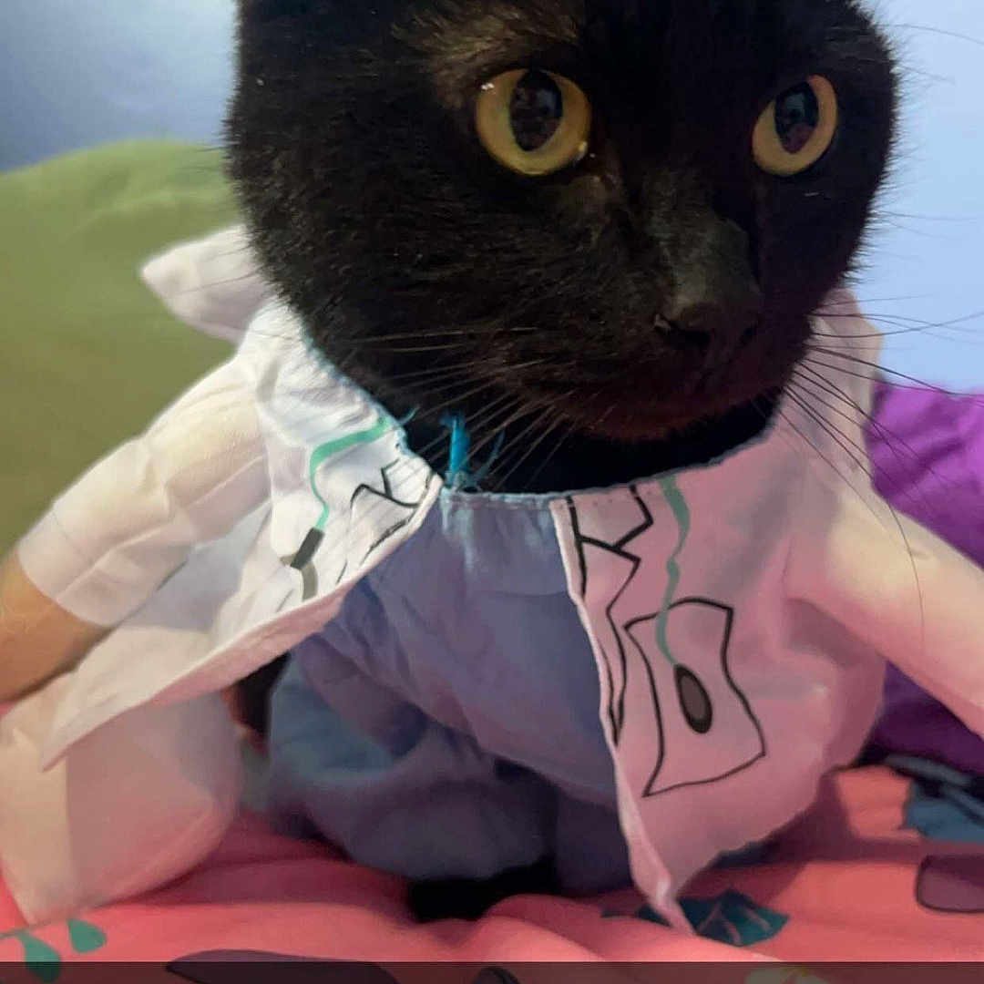 Pepper joined the competition — help win amazing prizes! abyssinian, animal, baby, blackcat, cat, clothing, coat, cushion, doctor, face, head, homedecor, kitten, manx, person, pet, photography, portrait, quilt, text