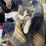 Box Kitty joined the competition — help win amazing prizes! animal, blanket, blue_eyes, cat, closeup, comfort, cozy, cute, fur, indoors, kitten, nestled, pet, plaid, resting, sleeping, snuggling, soft, warm, young