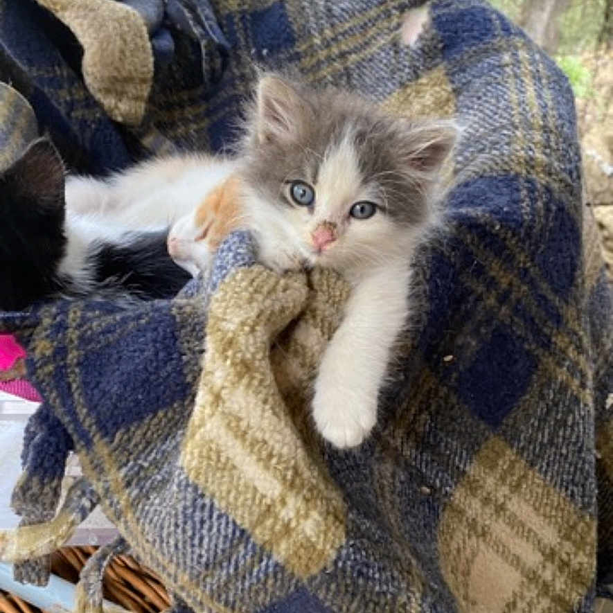 Box Kitty joined the competition — help win amazing prizes! animal, blanket, blue_eyes, cat, closeup, comfort, cozy, cute, fur, indoors, kitten, nestled, pet, plaid, resting, sleeping, snuggling, soft, warm, young