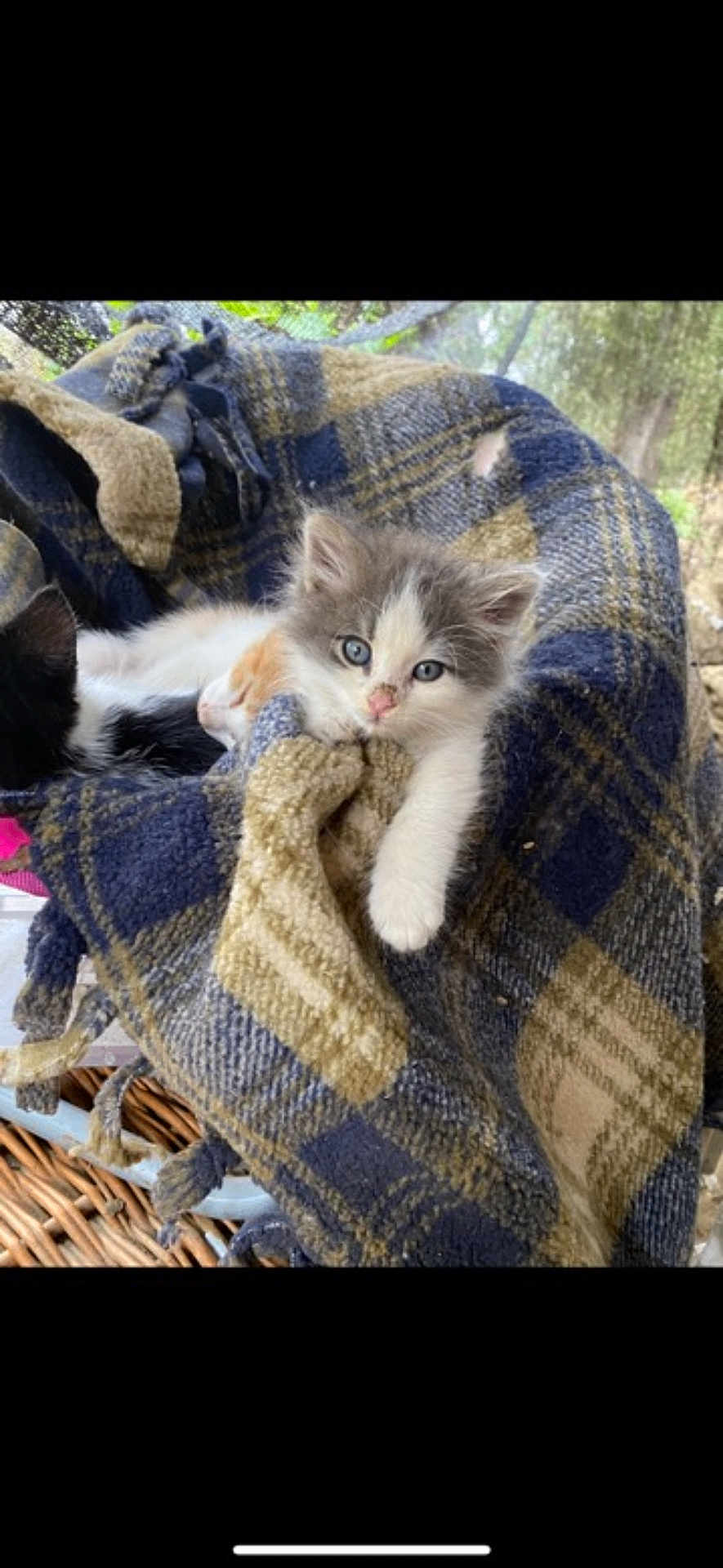 Box Kitty joined the competition — help win amazing prizes! animal, blanket, blue_eyes, cat, closeup, comfort, cozy, cute, fur, indoors, kitten, nestled, pet, plaid, resting, sleeping, snuggling, soft, warm, young