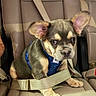 Roscoe joined the competition — help win amazing prizes! dog, puppy, car, car_seat, seatbelt, harness, ears, face, portrait, sitting, indoors, vehicle,  안전, safety, blue, brown, cute, pet, canine, text_overlay
