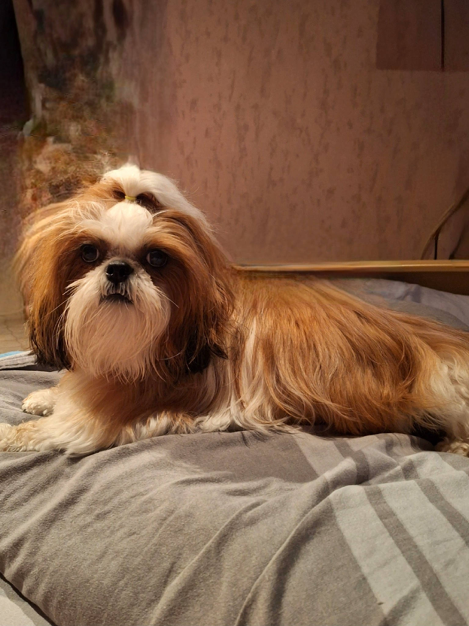 Charlotte participe au concours pour gagner de l'argent avec cette photo : canidae, carnivore, comfort, companion_dog, dog, dog_breed, fawn, fur, liver, maltepoo, non_sporting_group, shih_tzu, small_terrier, snout, sporting_group, terrestrial_animal, terrier, toy_dog, wood, working_animal