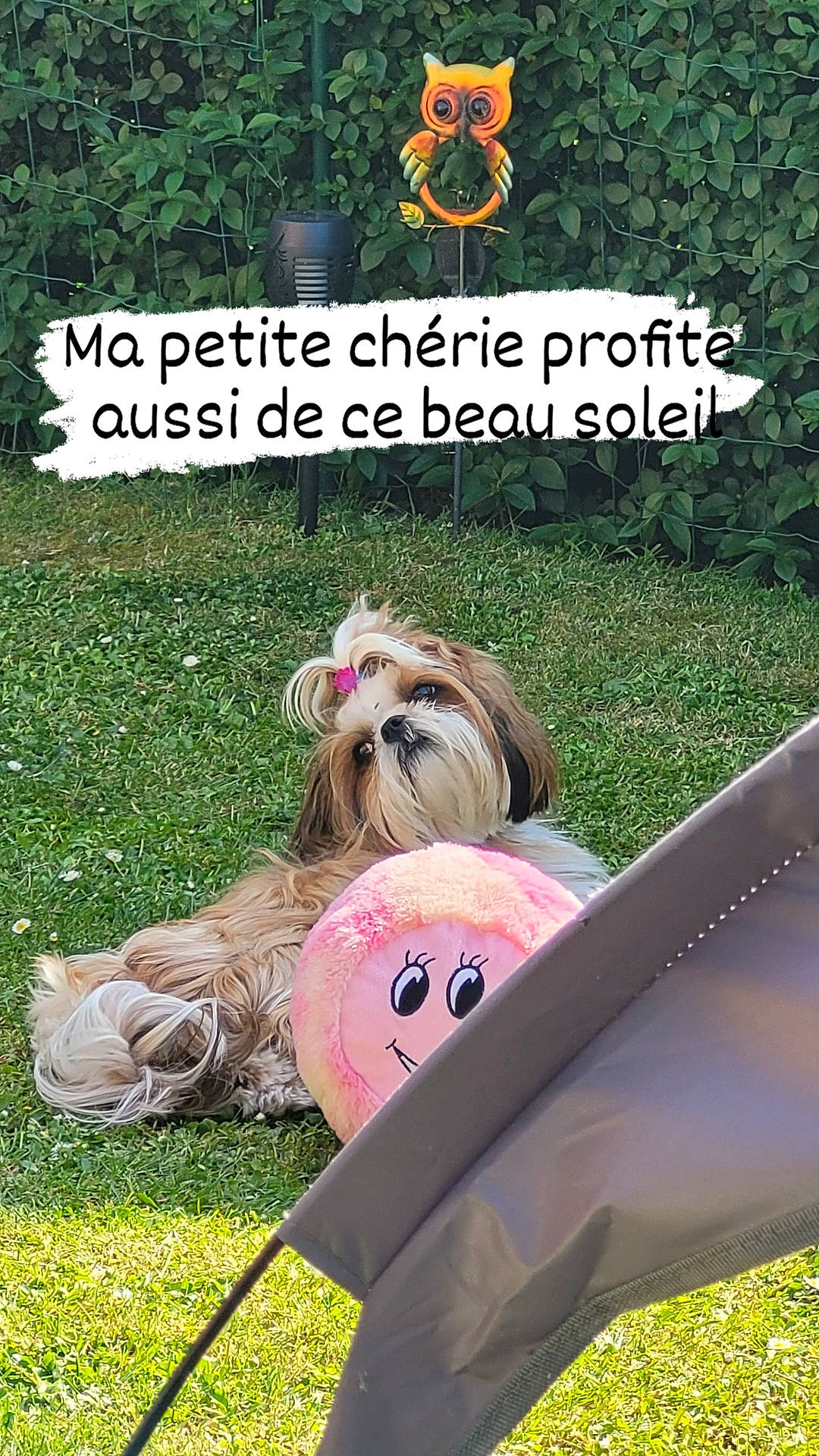 Charlotte a rejoint le concours — aidez-le/la à gagner de superbes lots ! calabaza, canidae, carnivore, companion_dog, dog, dog_breed, dog_supply, font, grass, happy, lawn, leisure, mammal, photo_caption, plant, pumpkin, recreation, sporting_group, toy_dog, vegetable