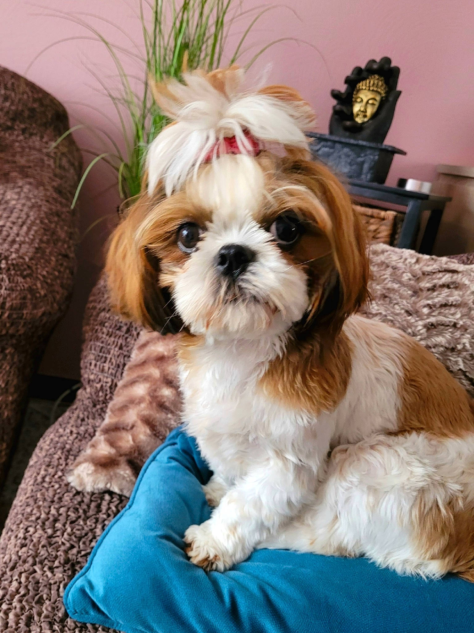 Charlotte a rejoint le concours — aidez-le/la à gagner de superbes lots ! canidae, carnivore, comfort, companion_dog, dog, dog_breed, dog_supply, door, fawn, fur, liver, mal_shi, maltepoo, non_sporting_group, plant, shih_tzu, snout, sporting_group, toy_dog, working_animal