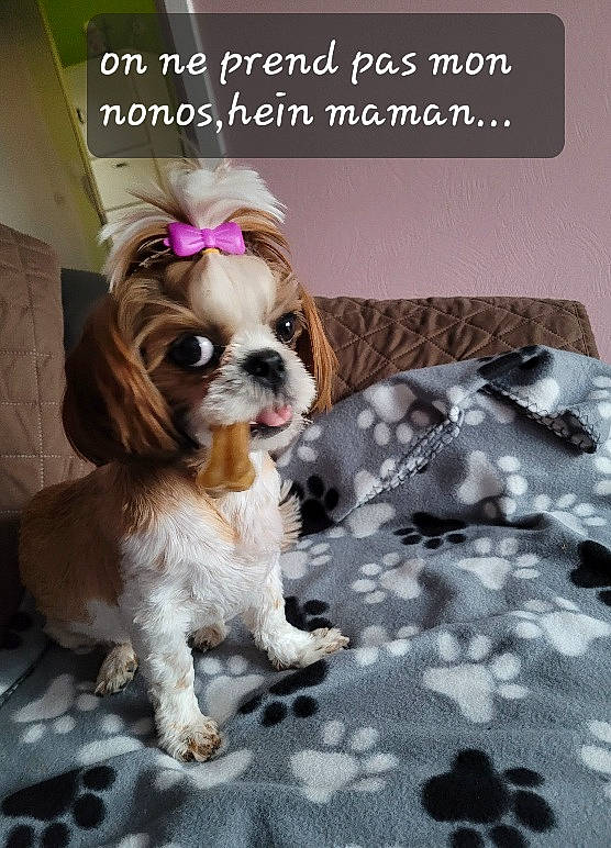 Charlotte a rejoint le concours — aidez-le/la à gagner de superbes lots ! carnivore, cavalier_king_charles_spaniel, comfort, companion_dog, dog, dog_breed, dog_supply, door, eyewear, fawn, flooring, font, fur, linens, liver, pattern, photo_caption, snout, spaniel, toy_dog