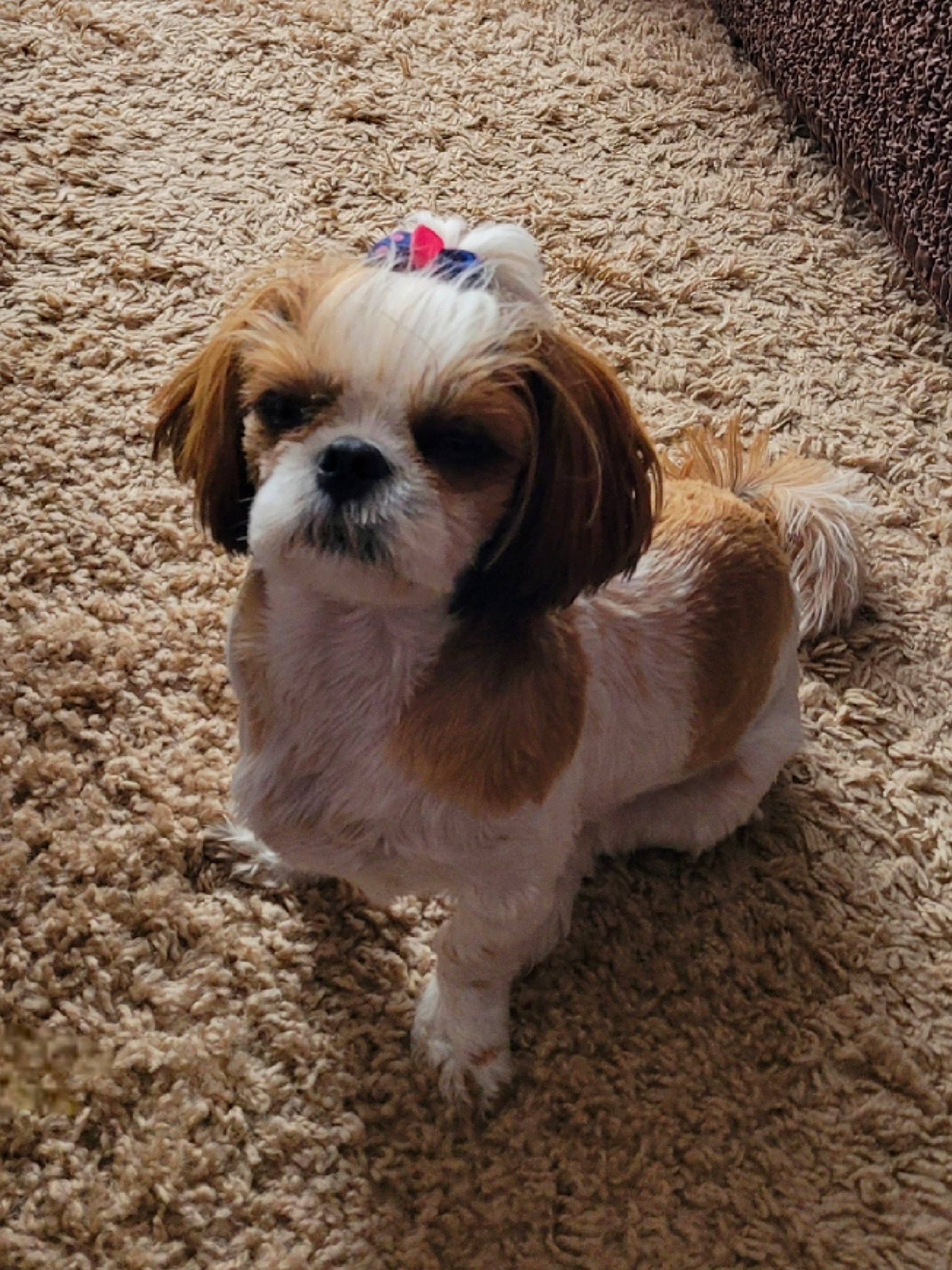 Charlotte participe au concours pour gagner de l'argent avec cette photo : canidae, carnivore, companion_dog, dog, dog_breed, dog_supply, fawn, fur, liver, mal_shi, shih_tzu, small_terrier, snout, soil, sporting_group, tail, terrier, toy_dog, wood, working_animal