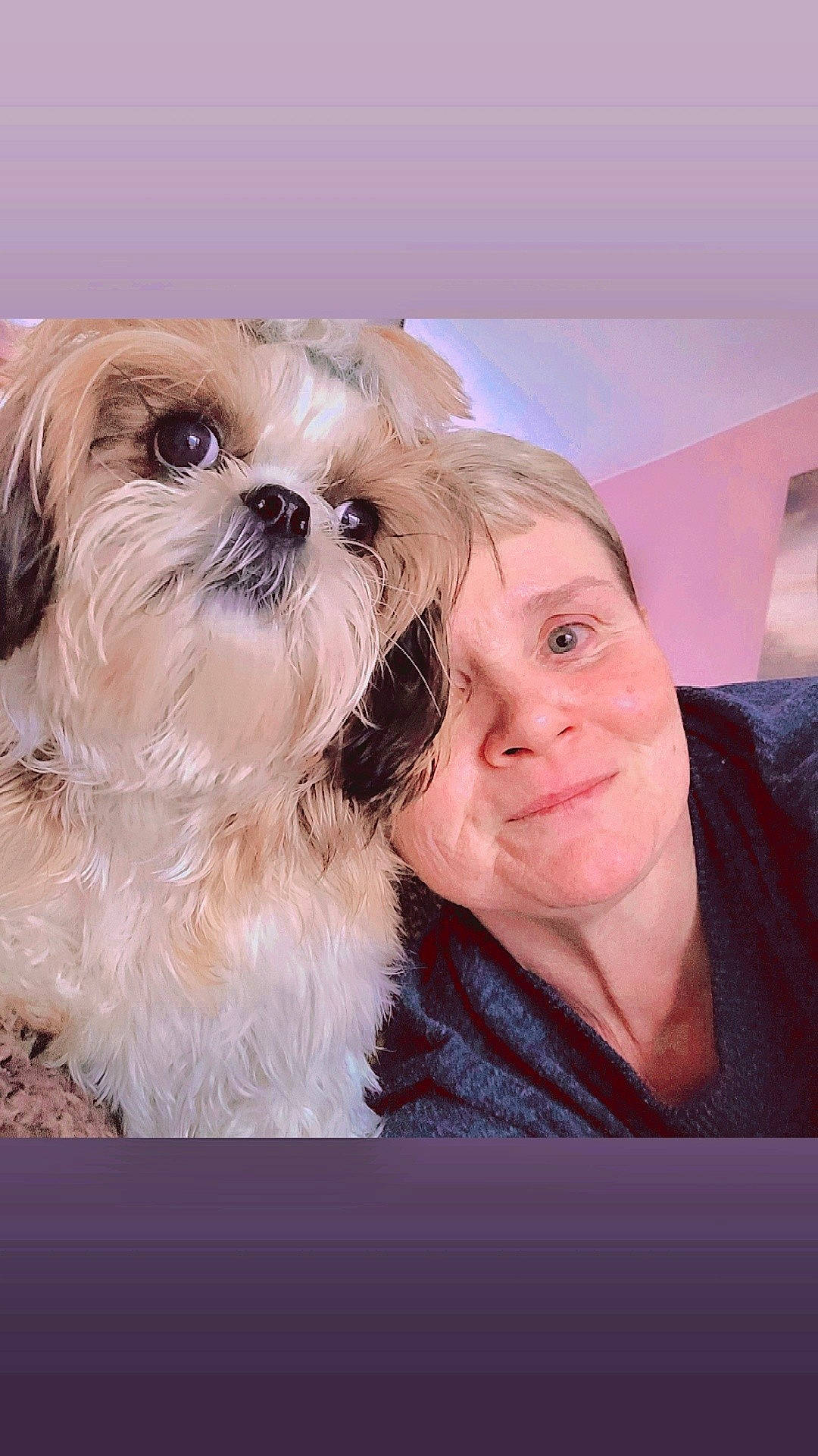 Charlotte a rejoint le concours — aidez-le/la à gagner de superbes lots ! canidae, carnivore, companion_dog, dog, dog_breed, fawn, fur, happy, liver, mal_shi, puppy_love, shih_poo, shih_tzu, small_terrier, smile, snout, sporting_group, terrier, toy_dog, working_animal