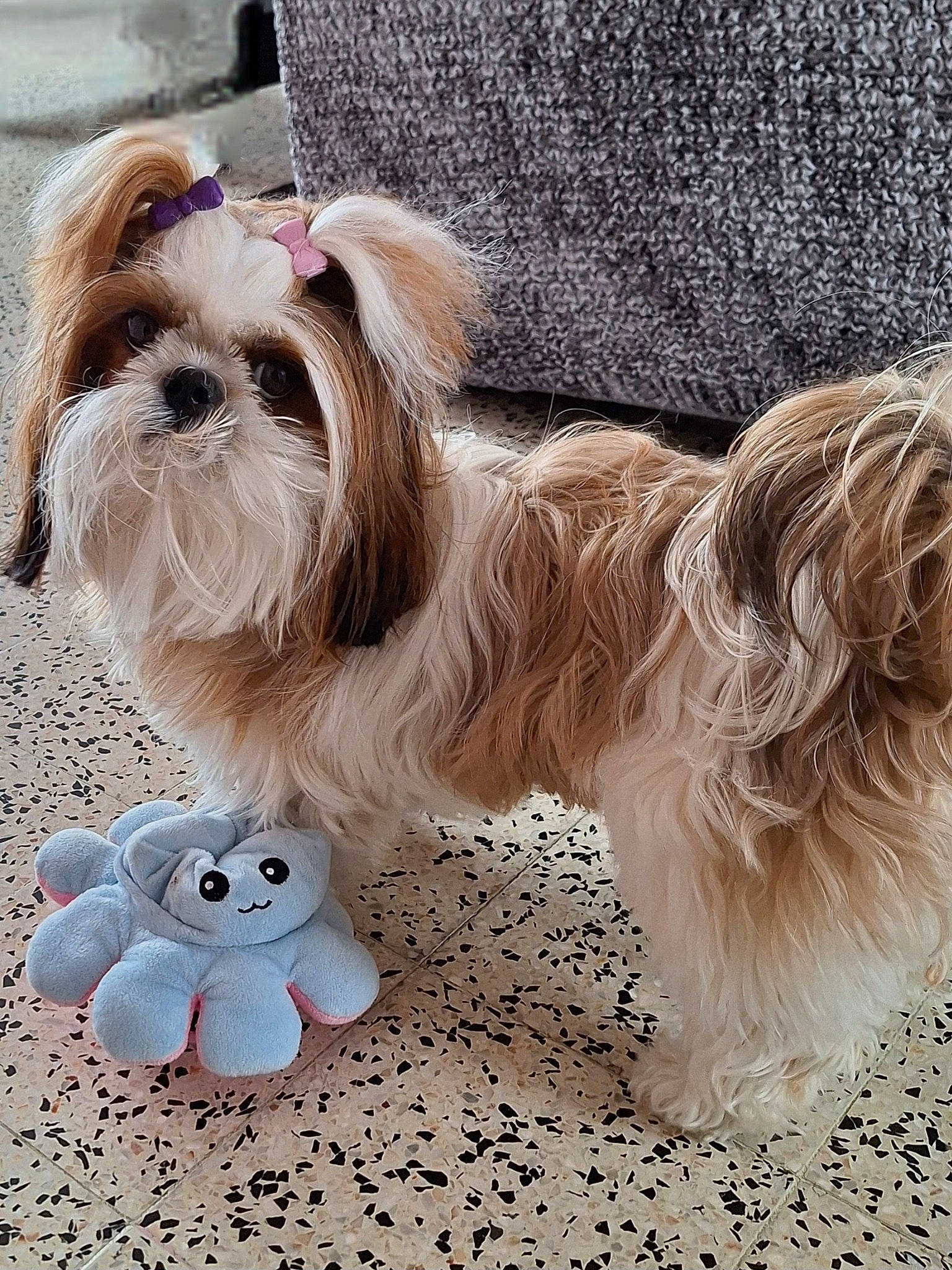 Charlotte participe au concours pour gagner de l'argent avec cette photo : carnivore, collar, companion_dog, dog, dog_breed, dog_collar, dog_supply, fashion_accessory, fawn, font, fur, grey, liver, pet_supply, shih_tzu, snout, sporting_group, toy, toy_dog, working_animal