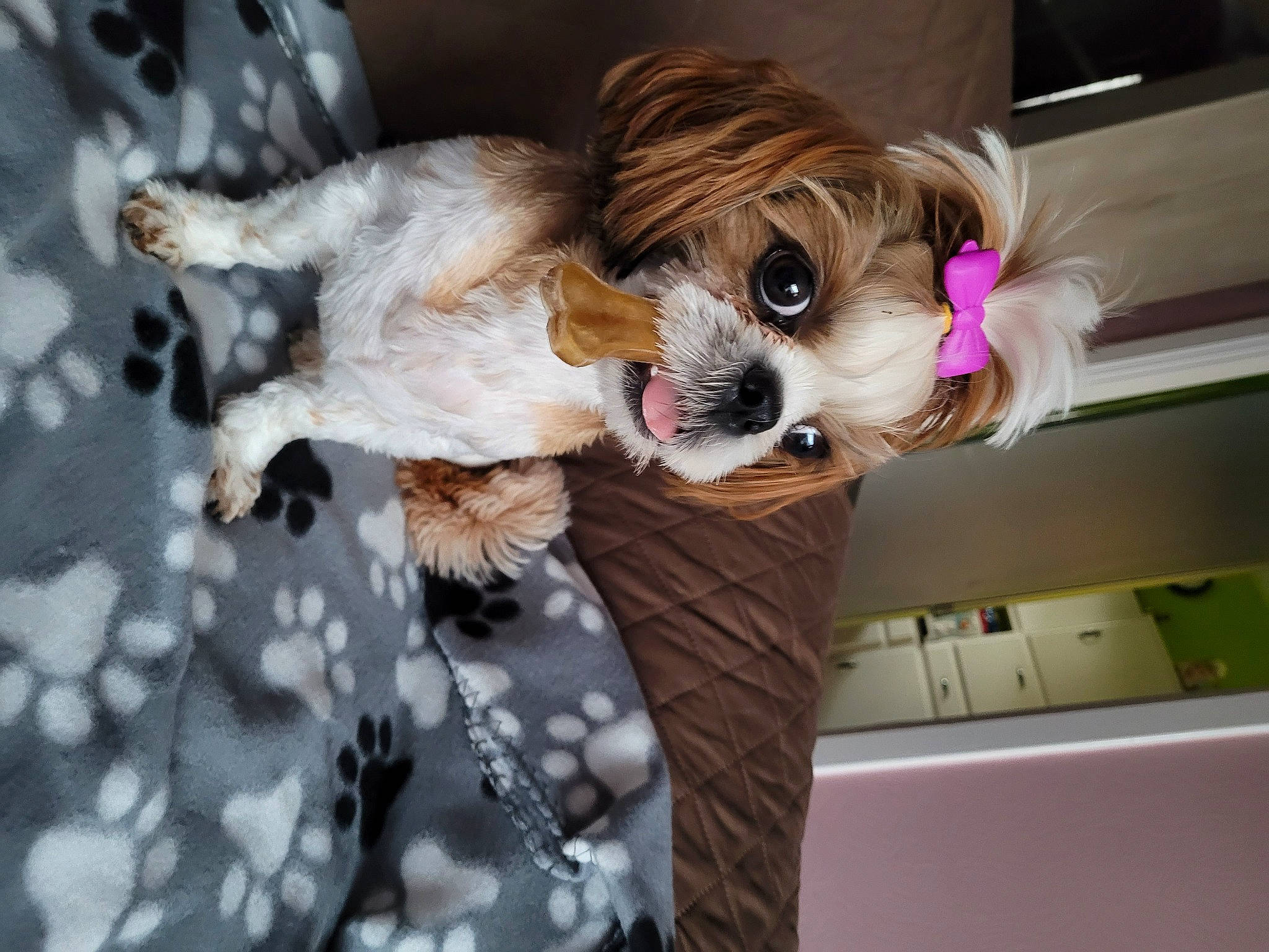 Charlotte participe au concours pour gagner de l'argent avec cette photo : canidae, carnivore, companion_dog, dog, dog_breed, dog_clothes, dog_supply, eyewear, fawn, fur, liver, pet_supply, puppy_love, snout, spaniel, sporting_group, terrier, toy_dog, whiskers, working_animal