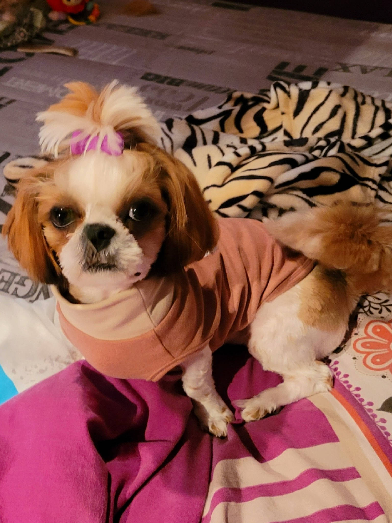 Charlotte participe au concours pour gagner de l'argent avec cette photo : canidae, carnivore, comfort, companion_dog, costume, dog, dog_breed, dog_clothes, dog_supply, eyewear, fawn, flooring, fur, hat, linens, liver, pink, snout, sporting_group, toy_dog