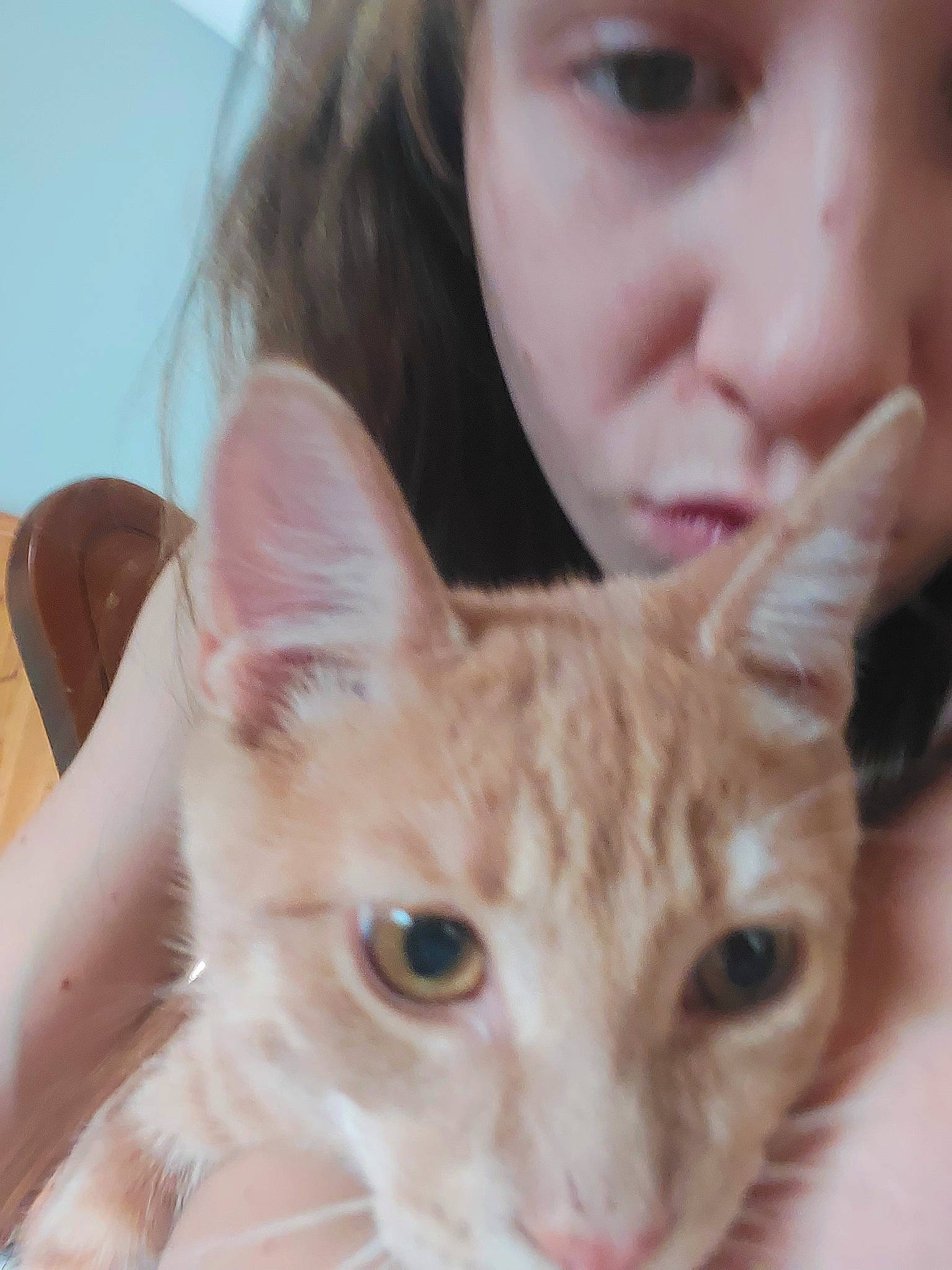 Charlie participe au concours pour gagner de l'argent avec cette photo : carnivore, cat, close_up, domestic_short_haired_cat, ear, eyelash, fawn, felidae, fur, gesture, happy, iris, nose, selfie, skin, small_to_medium_sized_cats, snout, whiskers