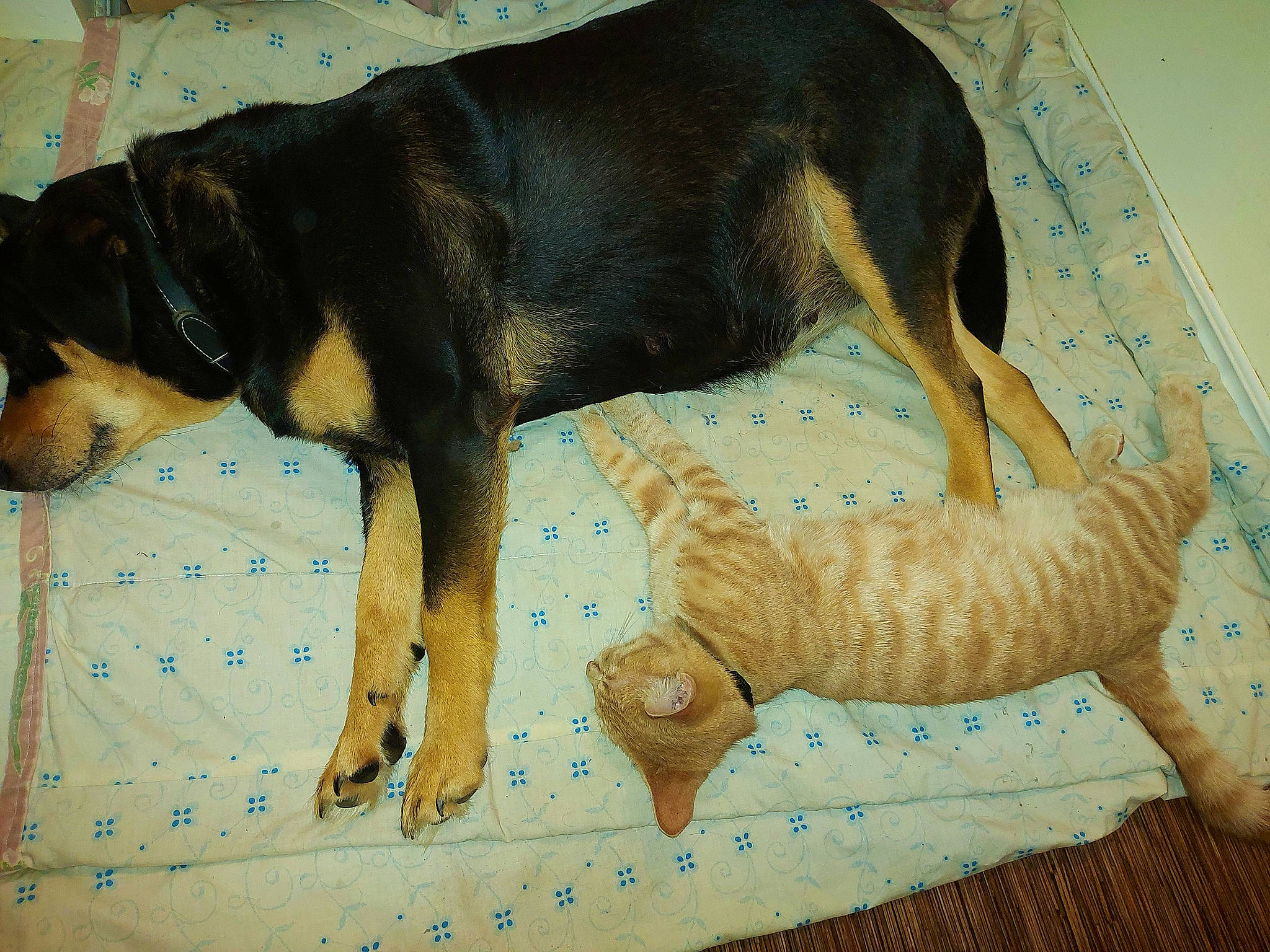 Charlie participe au concours pour gagner de l'argent avec cette photo : canidae, carnivore, comfort, companion_dog, dog, dog_bed, dog_breed, dog_supply, dog_toy, fawn, fur, guard_dog, hound, paw, pet_supply, snout, sporting_group, tail, terrestrial_animal, working_animal