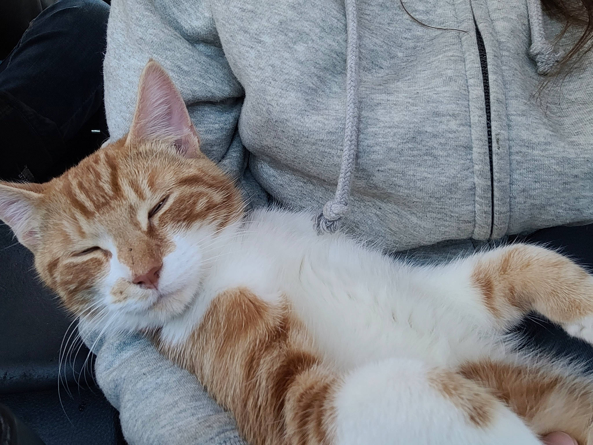 Ti Gars participe au concours pour gagner de l'argent avec cette photo : carnivore, cat, claw, comfort, domestic_short_haired_cat, fawn, felidae, fur, paw, sitting, small_to_medium_sized_cats, snout, tail, terrestrial_animal, whiskers