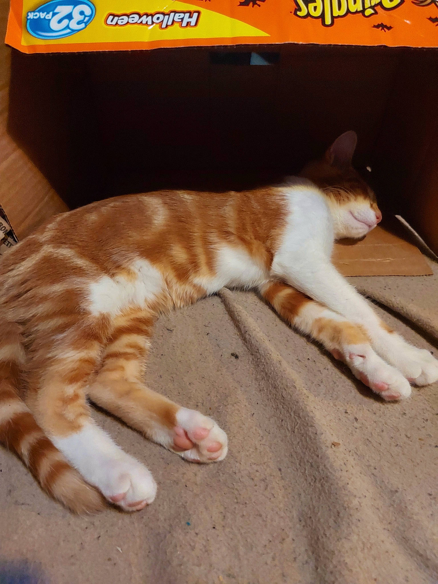 Ti Gars a rejoint le concours — aidez-le/la à gagner de superbes lots ! canidae, carnivore, cat, claw, comfort, domestic_short_haired_cat, eye, fawn, felidae, font, foot, fur, human_leg, mammal, paw, small_to_medium_sized_cats, snout, tail, whiskers, wood