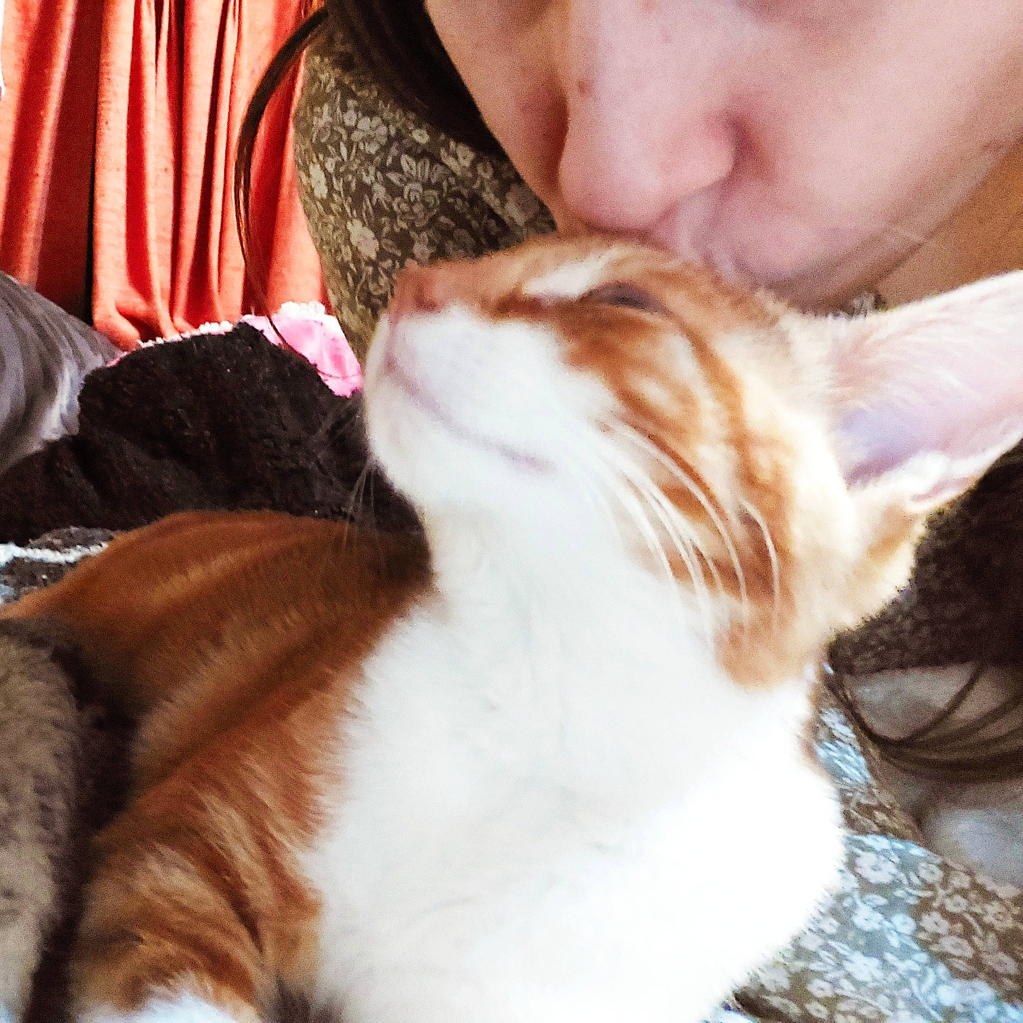 Ti Gars a rejoint le concours — aidez-le/la à gagner de superbes lots ! carnivore, cat, comfort, companion_dog, curtain, domestic_short_haired_cat, ear, fawn, felidae, fur, gesture, human_leg, lap, mammal, paw, small_to_medium_sized_cats, snout, tail, whiskers, wood