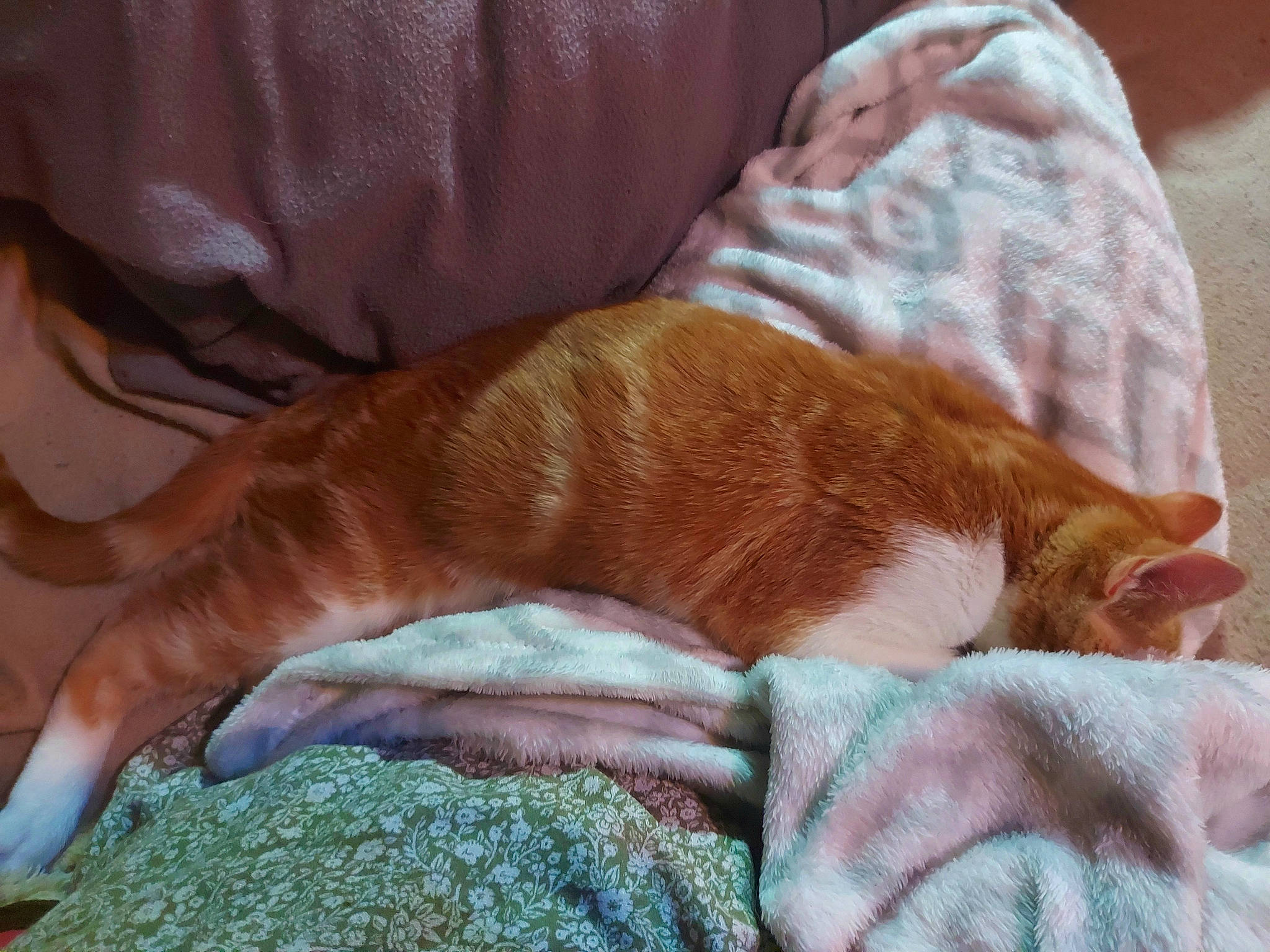 Ti Gars a rejoint le concours — aidez-le/la à gagner de superbes lots ! bedding, carnivore, cat, claw, comfort, companion_dog, domestic_short_haired_cat, fawn, felidae, fur, human_leg, leg, linens, liver, small_to_medium_sized_cats, snout, tail, textile, whiskers, wood