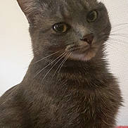 Navi a rejoint le concours — aidez-le/la à gagner de superbes lots ! asian, black_cat, british_shorthair, burmese, carnivore, cat, chartreux, domestic_short_haired_cat, felidae, kitten, korat, mammal, nebelung, russian_blue, small_to_medium_sized_cats, snout, vertebrate, whiskers