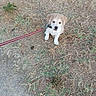 puppy, dog, leash, grass, dry_grass, outdoor, pet, young_dog, animal, cute, sitting, fur, brown, white, small, nature, ground, looking_up, innocent, playful