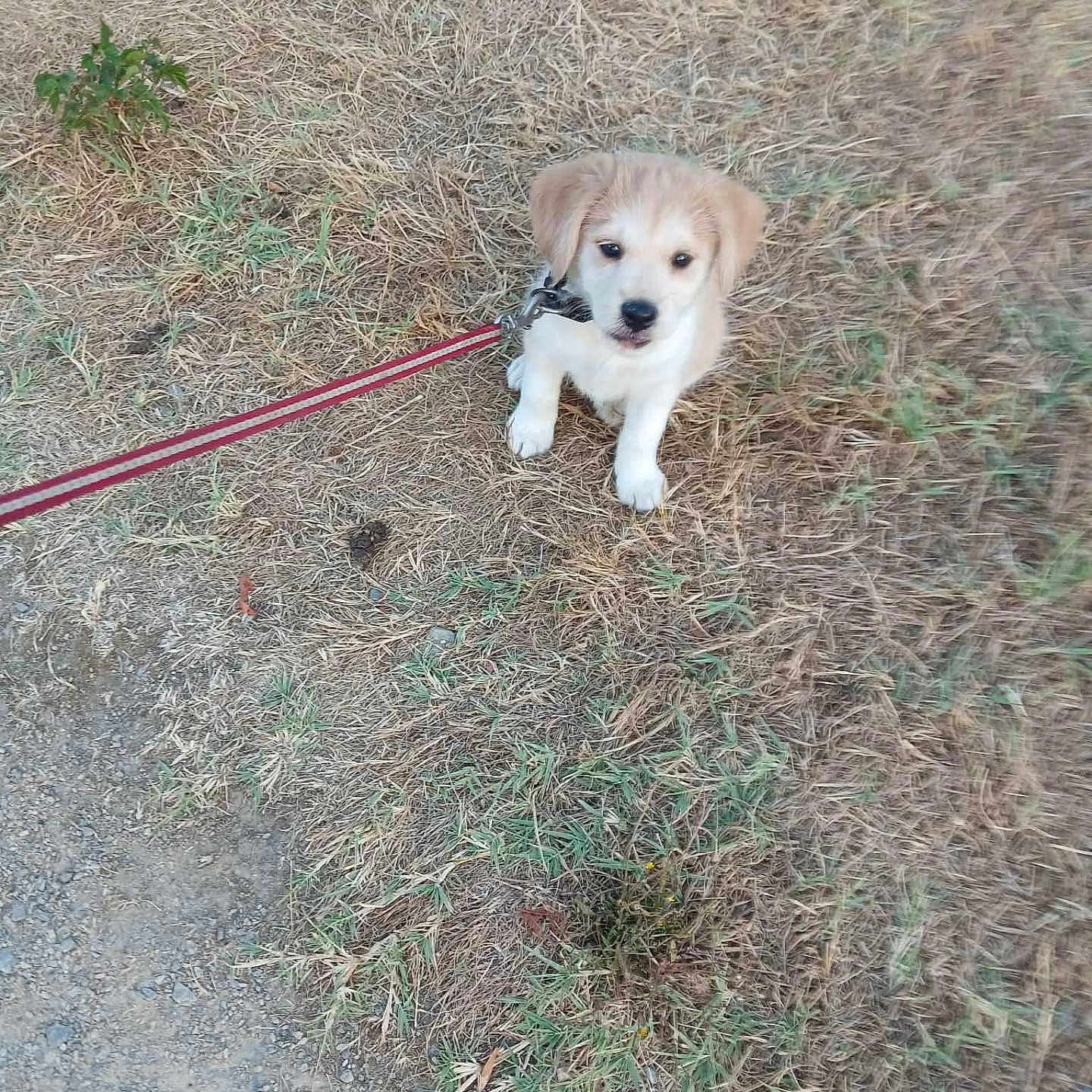 Chipi participe au concours pour gagner de l'argent avec cette photo : puppy, dog, leash, grass, dry_grass, outdoor, pet, young_dog, animal, cute, sitting, fur, brown, white, small, nature, ground, looking_up, innocent, playful