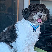 Oreo Harvey joined the competition — help win amazing prizes! animal, audio_equipment, black_and_white, canine, collar, companion, cute, dog, domestic, fluffy, fur, green_surface, happy, home, indoor, pet, portrait, sitting, smiling, vintage