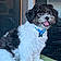Oreo Harvey