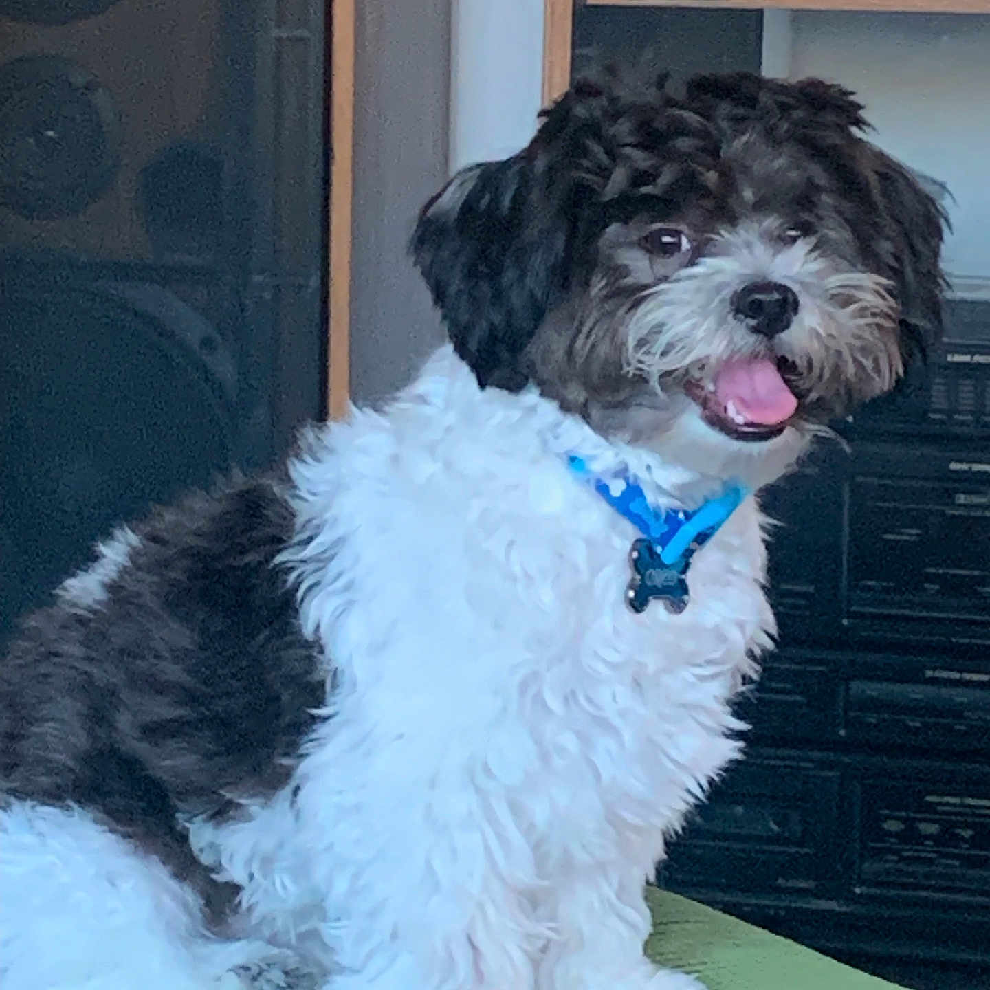 Oreo Harvey joined the competition — help win amazing prizes! animal, audio_equipment, black_and_white, canine, collar, companion, cute, dog, domestic, fluffy, fur, green_surface, happy, home, indoor, pet, portrait, sitting, smiling, vintage