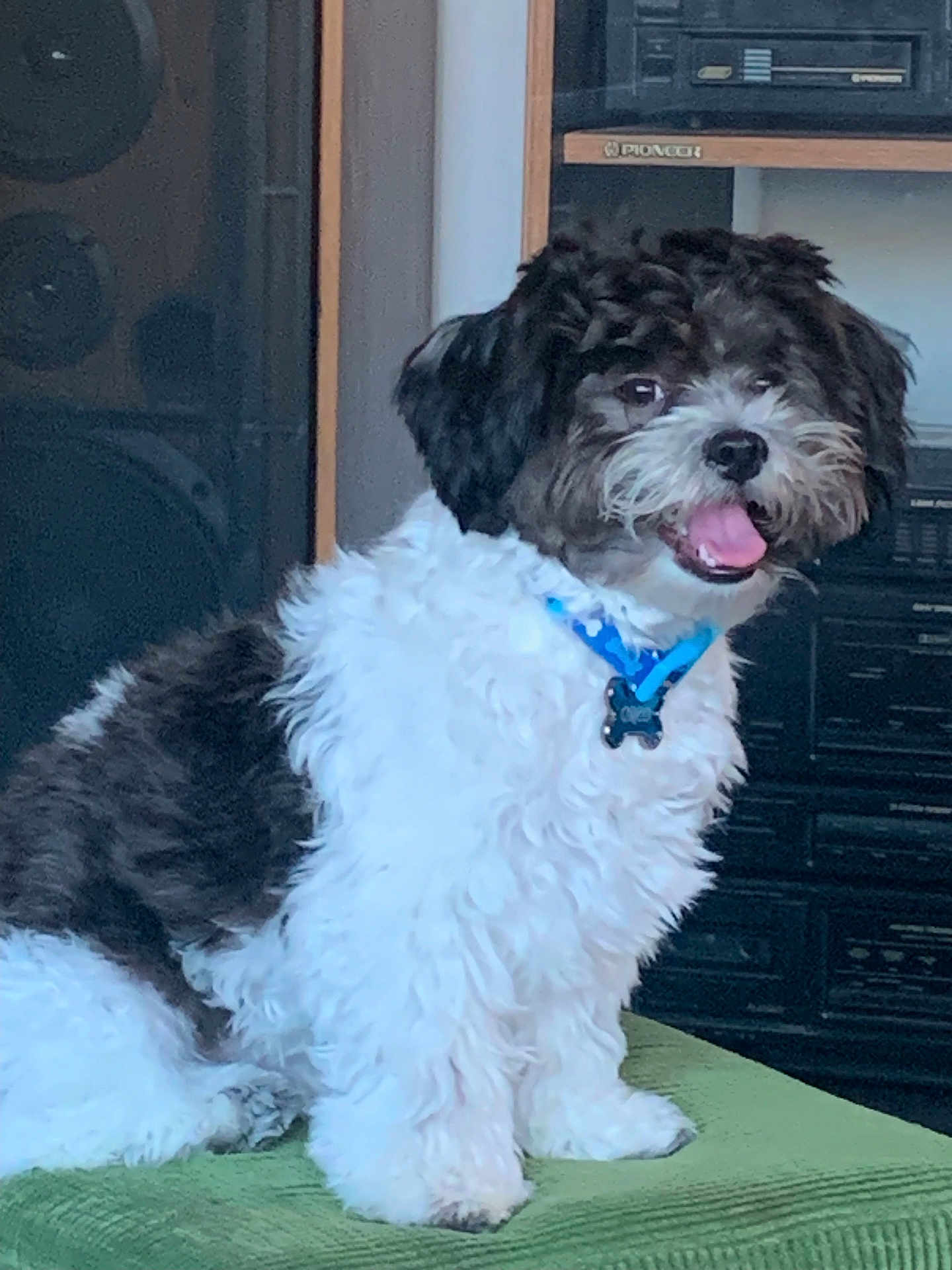 Oreo Harvey joined the competition — help win amazing prizes! animal, audio_equipment, black_and_white, canine, collar, companion, cute, dog, domestic, fluffy, fur, green_surface, happy, home, indoor, pet, portrait, sitting, smiling, vintage