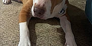 Buddy joined the competition — help win amazing prizes! animal, brown, canine, carpet, collar, companion, cute, dog, domestic_animal, ears, floor, friendly, indoor, looking_up, lying_down, paw, pet, relaxed, snout, white