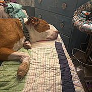 Buddy joined the competition — help win amazing prizes! bandage, bed, blanket, chair, collar, comfort, cozy, curtains, dog, domestic, dresser, furniture, indoor, paw, pet, quilt, resting, room, sleep, sleeping