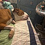 bandage, bed, blanket, chair, collar, comfort, cozy, curtains, dog, domestic, dresser, furniture, indoor, paw, pet, quilt, resting, room, sleep, sleeping