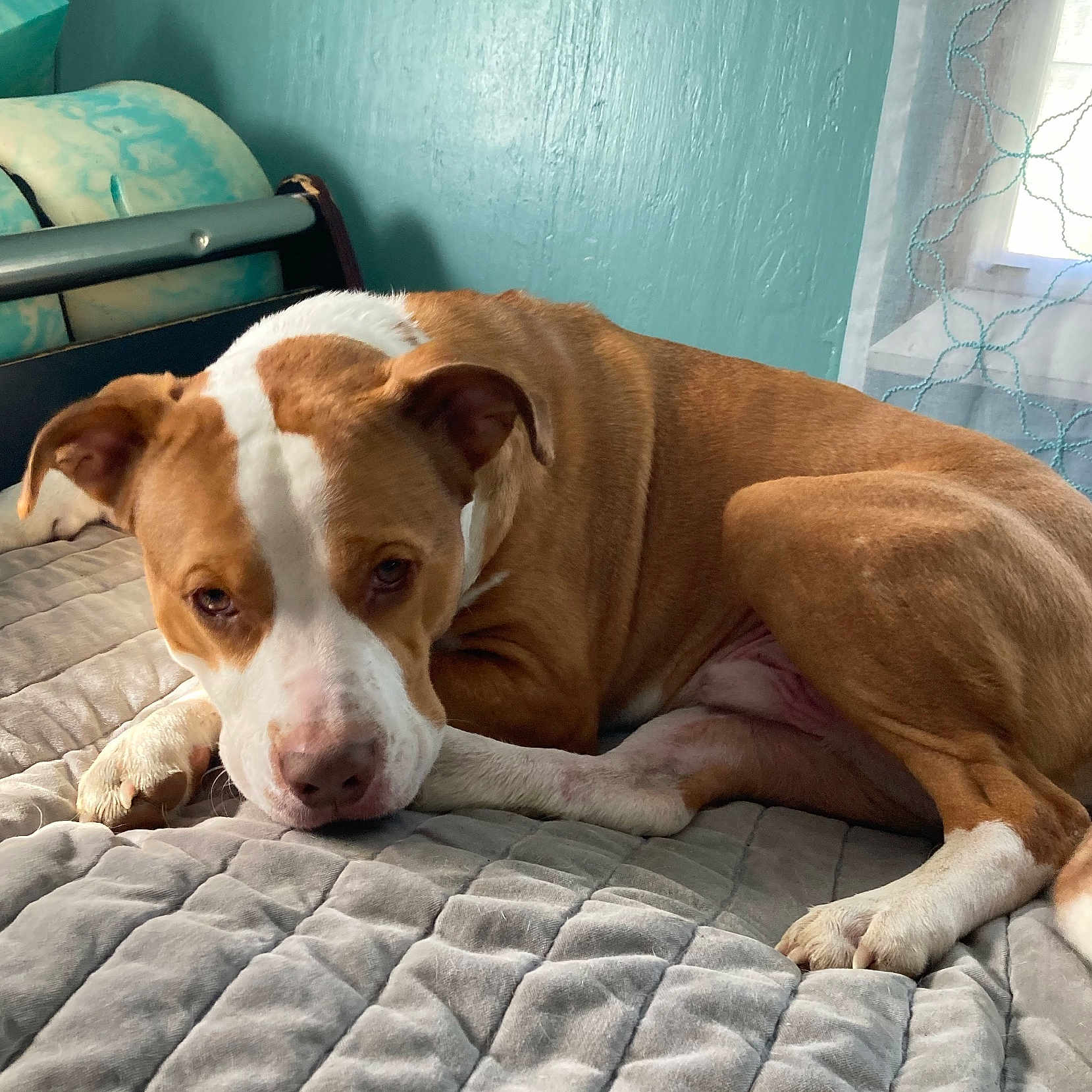 Buddy joined the competition — help win amazing prizes! animal, bed, blanket, brown, canine, curtains, dog, domestic, ears, fur, furniture, indoor, paws, pet, quilt, relaxing, resting, wall, white, window
