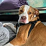 Buddy joined the competition — help win amazing prizes! dog, brown_and_white, harness, bed, pillow, mattress, indoor, pet, canine, resting, looking_back, fur, snout, ears, animal, domestic_animal, sleepy, relaxed, close_up, companion