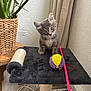 ball, black_fabric, cat, cat_perch, cat_toy, cords, curious, curtains, cute, furniture, gray_tabby, indoor, kitten, pet, pink_wand, plant, power_strip, small_animal, tile_floor, woven_basket