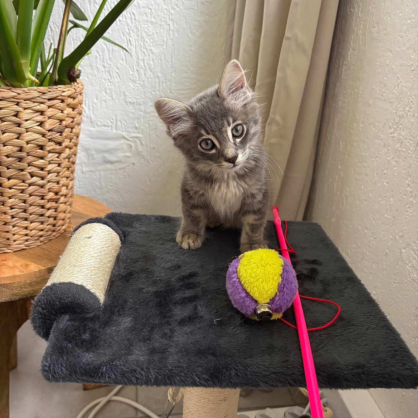 Guizmo participe au concours pour gagner de l'argent avec cette photo : ball, black_fabric, cat, cat_perch, cat_toy, cords, curious, curtains, cute, furniture, gray_tabby, indoor, kitten, pet, pink_wand, plant, power_strip, small_animal, tile_floor, woven_basket