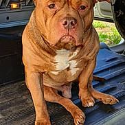 Thor a rejoint le concours — aidez-le/la à gagner de superbes lots ! animal, brown_dog, canine, closeup, daylight, dog, ears, expression, floor, fur, grumpy, indoors, muzzle, open_door, paw, pet, portrait, sitting, vehicle, white_patch