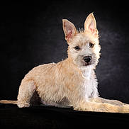 Miskito participe au concours pour gagner de l'argent avec cette photo : adorable, attention, black_background, canine, dog, ears, fur, furry, indoor, light_and_shadow, looking_at_camera, lying_down, paws, pet, portrait, puppy, short_coat, snout, studio_shot, whiskers