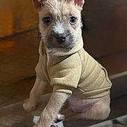 Miskito participe au concours pour gagner de l'argent avec cette photo : adorable, animal, clothing, cozy, cute, dog, eyes, face, fashion, fur, hoodie, indoor, paw, pet, portrait, puppy, sitting, small, warm, young