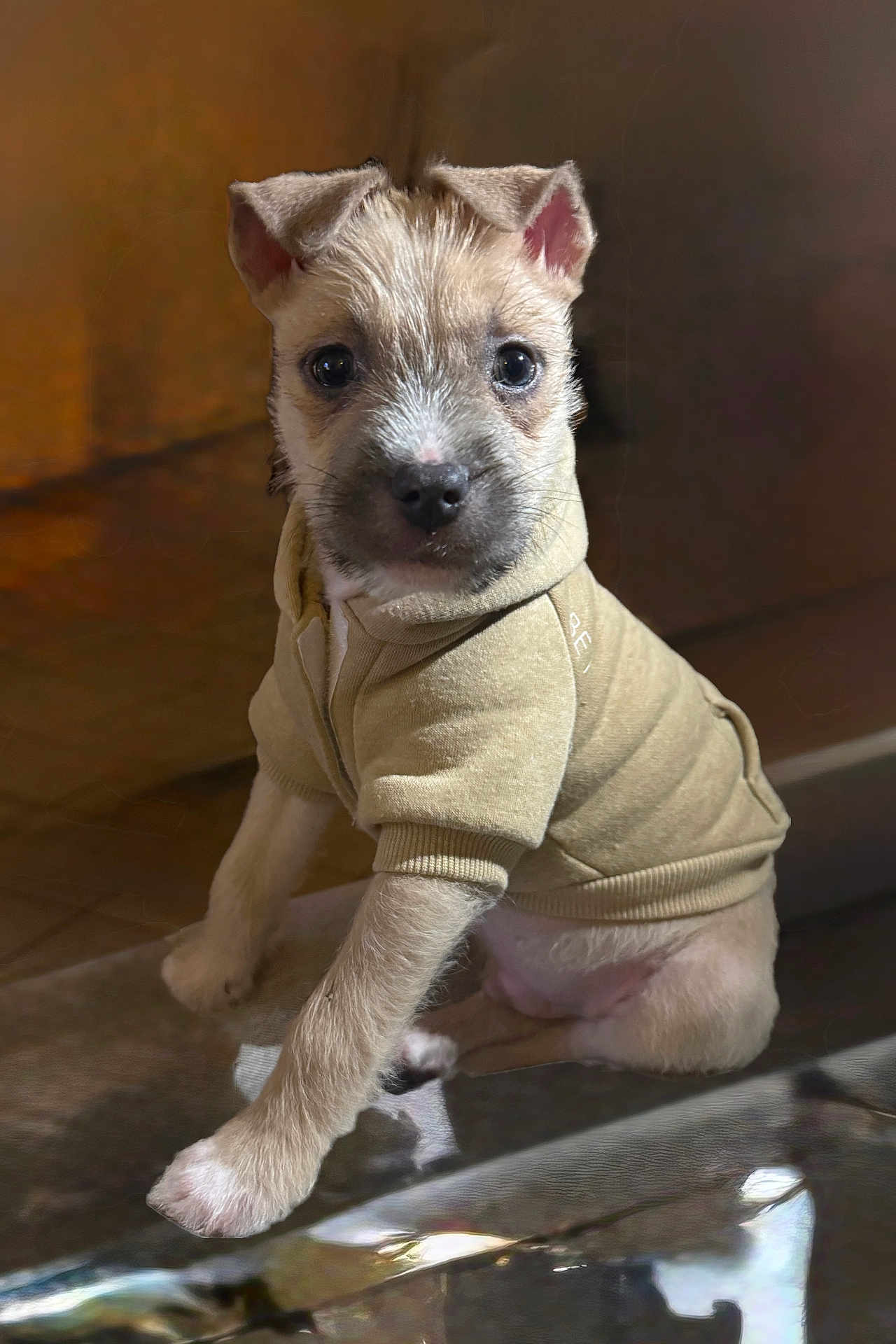 Miskito participe au concours pour gagner de l'argent avec cette photo : adorable, animal, clothing, cozy, cute, dog, eyes, face, fashion, fur, hoodie, indoor, paw, pet, portrait, puppy, sitting, small, warm, young