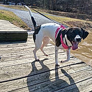 Oakley is registered to the contest to win money with this photo: dog, black_and_white, pink_harness, wooden_dock, water, pond, muddy_water, leash, shadow, person, boots, jeans, outdoor, nature, grass, trees, sunlight, happy, tongue_out, pet