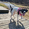 dog, black_and_white, pink_harness, wooden_dock, water, pond, muddy_water, leash, shadow, person, boots, jeans, outdoor, nature, grass, trees, sunlight, happy, tongue_out, pet