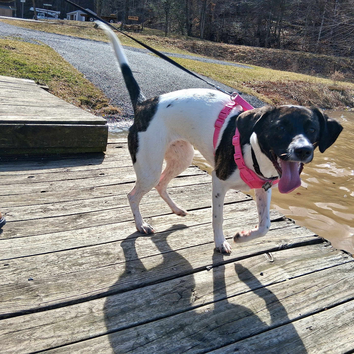 Oakley is registered to the contest to win money with this photo: dog, black_and_white, pink_harness, wooden_dock, water, pond, muddy_water, leash, shadow, person, boots, jeans, outdoor, nature, grass, trees, sunlight, happy, tongue_out, pet